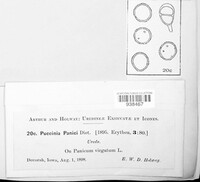 Puccinia panici image